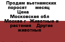 Продам вьетнамских поросят  (1 месяц) › Цена ­ 1 500 - Московская обл., Москва г. Животные и растения » Другие животные   